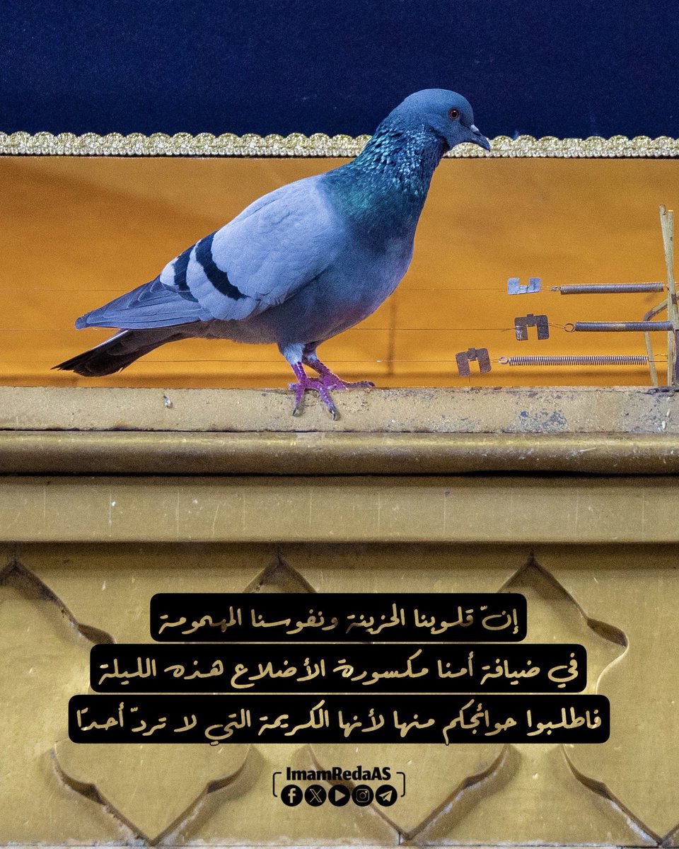 🍁 إنّ قلوبنا الحزينة ونفوسنا المهمومة في ضيافة أمنا مكسورة الأضلاع هذه الليلة، فاطلبوا حوائجكم منها لأنها الكريمة التي لا تردّ أحدًا …
#العتبة_الرضویة_المقدسة