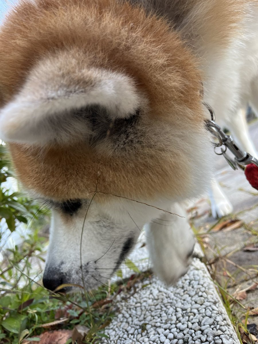 kinako_duffy's tweet photo. おはわん

#秋田犬 # https://t.co/pfuRcuNYDs