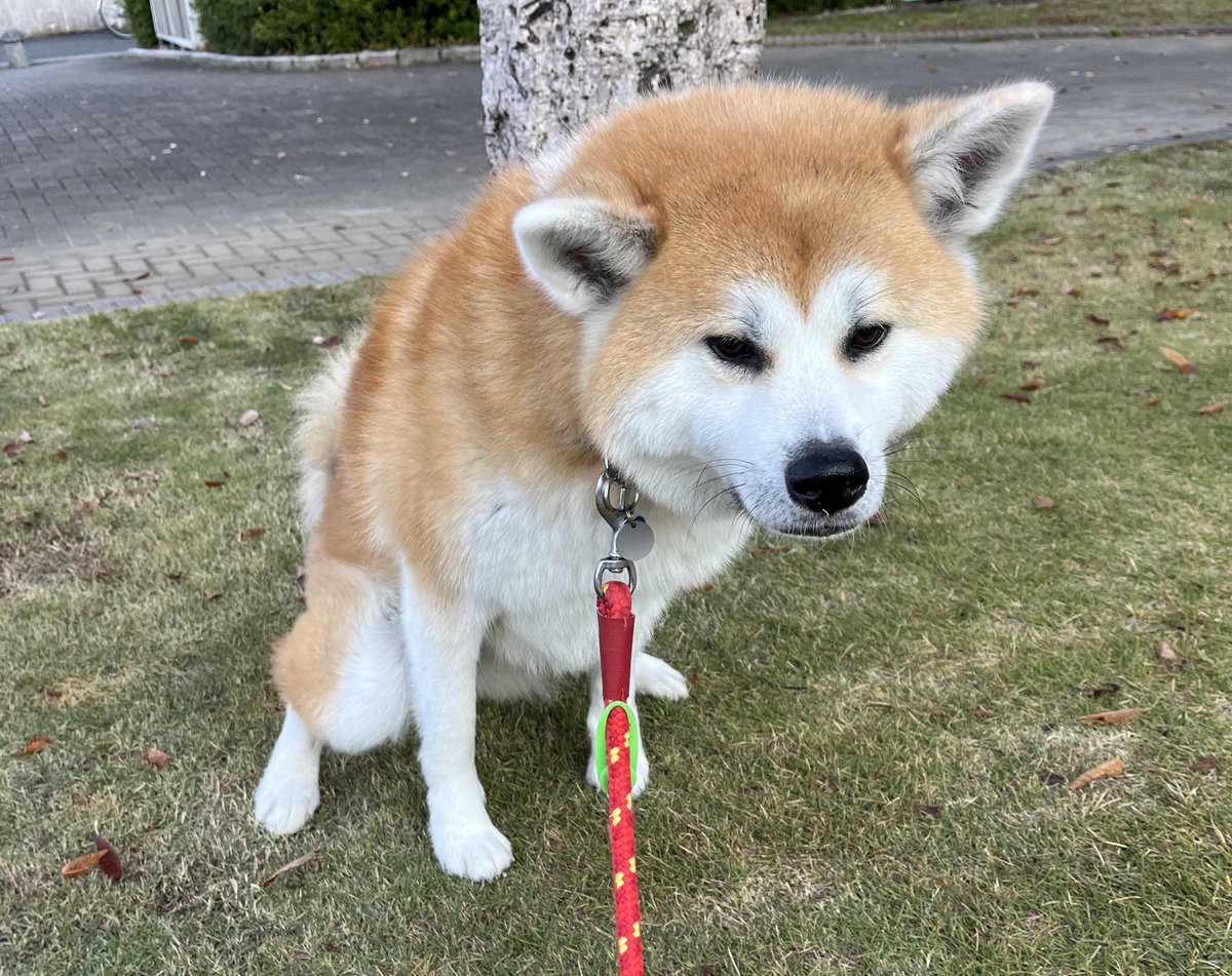 kinako_duffy's tweet photo. おはわん

#秋田犬 # https://t.co/pfuRcuNYDs
