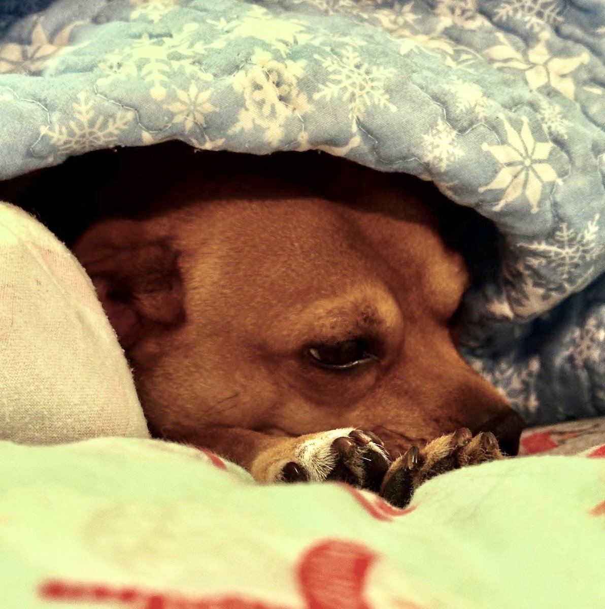 LettyEsquivel12's tweet photo. @iaindwelch A restful evening to you as well! Dewey’s taking a little catnap! There’s plenty of barking to do still! ❤️ https://t.co/rLFvBYCTGS