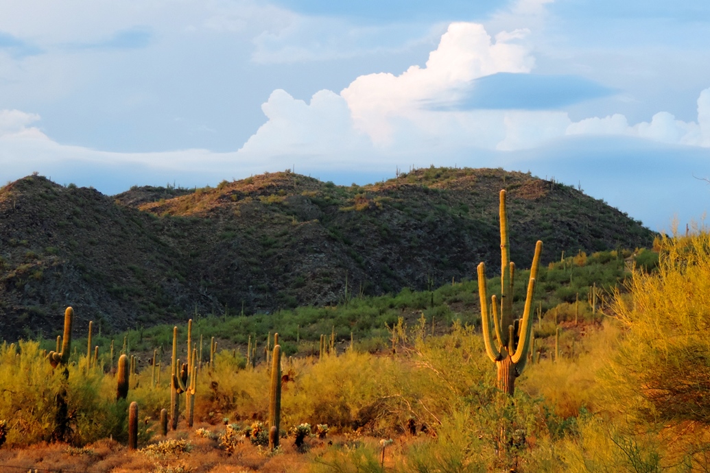 Condado Maricopa tweet media