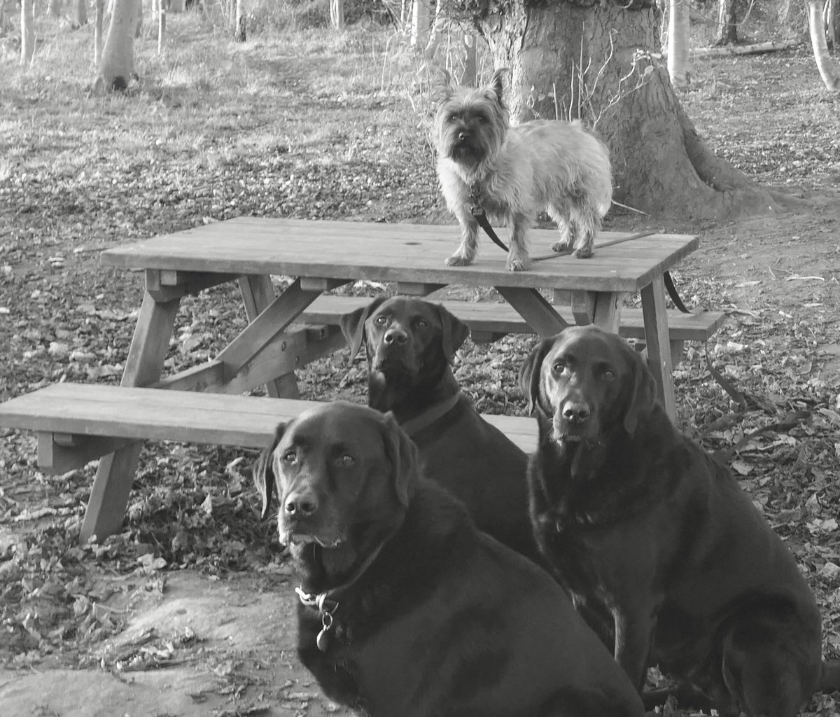 debsyjane's tweet photo. @MrAndrewCotter Cherish every moment - we sadly lost one of our special boys, Dom, on Sunday he was only 9  #twoblacklabs 🖤🖤💔 https://t.co/VXnS21m5WY