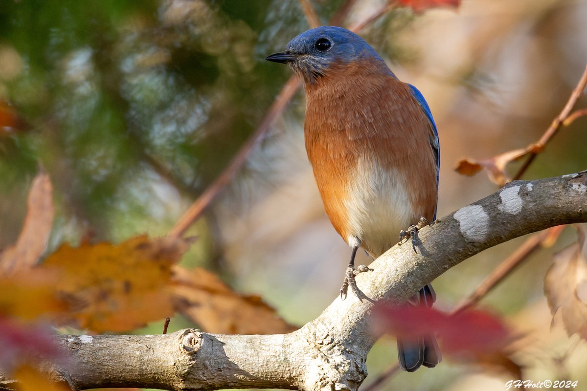 An Eastern Bluebird on a beautiful Fall afternoon.
#easternbluebird
#TwitterNatureCommunity