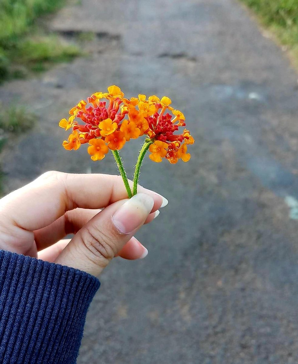 todayissangyeon's tweet photo. ┊ ┊ ┊ ┊ ┊
┊ ┊ ✫ ˚♡ ⋆｡ ❀
┊ ☪︎⋆
⊹flowers and you, are the most beautiful things in my life 💐
┊ . ˚
✧♡ ｡ ❀
#TBSD #thebshot◡̈ #TheBSelcaDay #THEBOYZ #sangyeon #leesangyeon 
@WE_THE_BOYZ https://t.co/XzCw6UCZtR