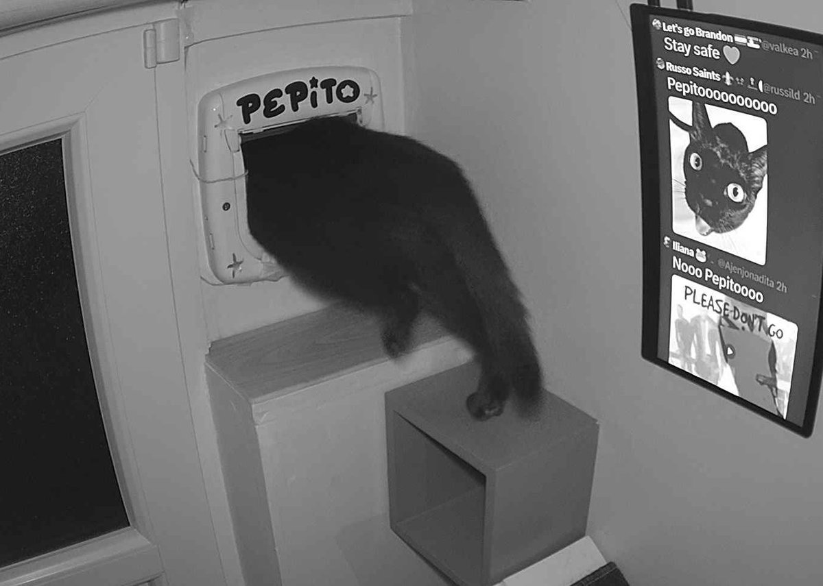 PepitoTheCat's tweet photo. Pépito is out (00:36:12) https://t.co/PIwFliXUi8