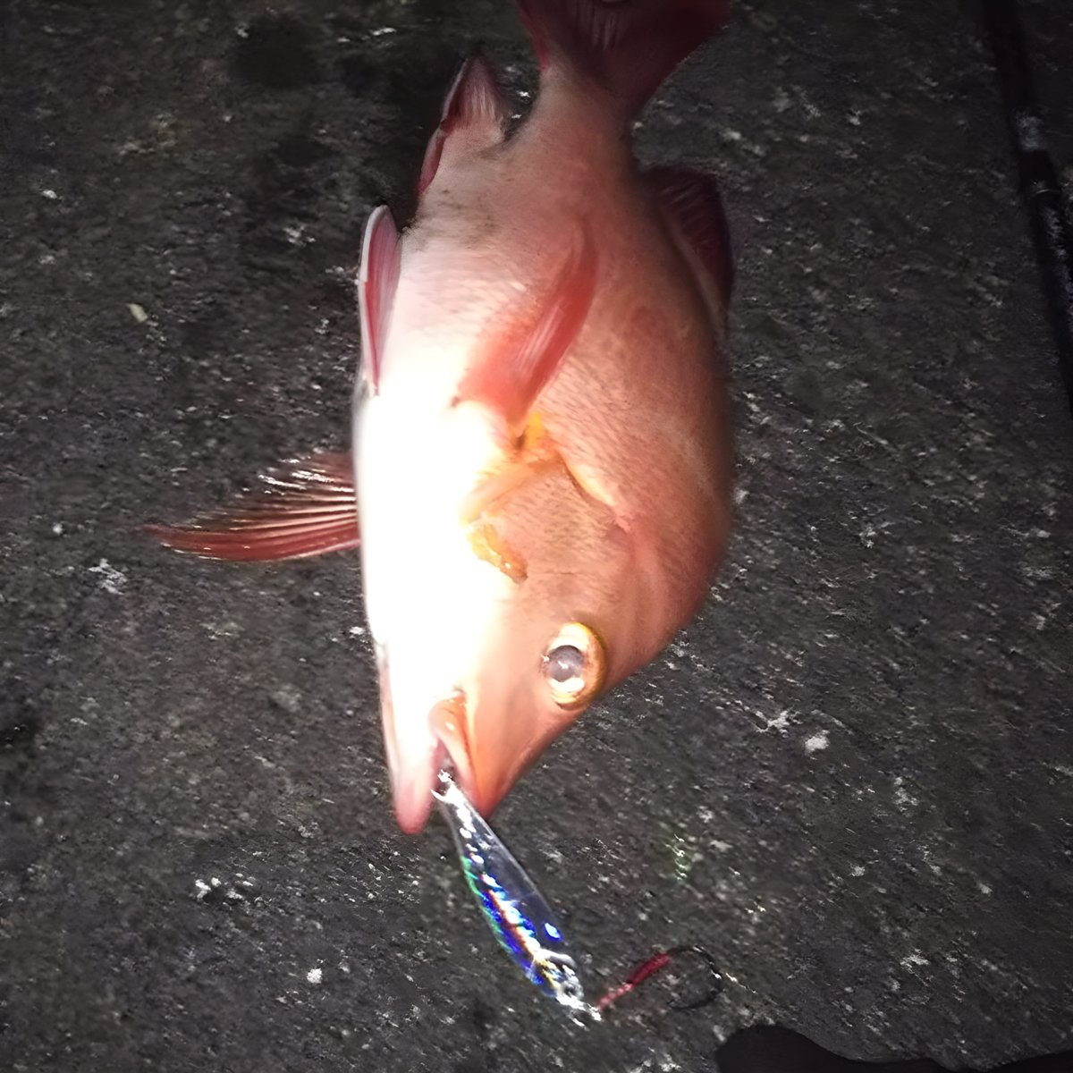 ユーザーさんの釣果情報！

OHFルアーはコスパ最強で初心者でも釣れると評判です