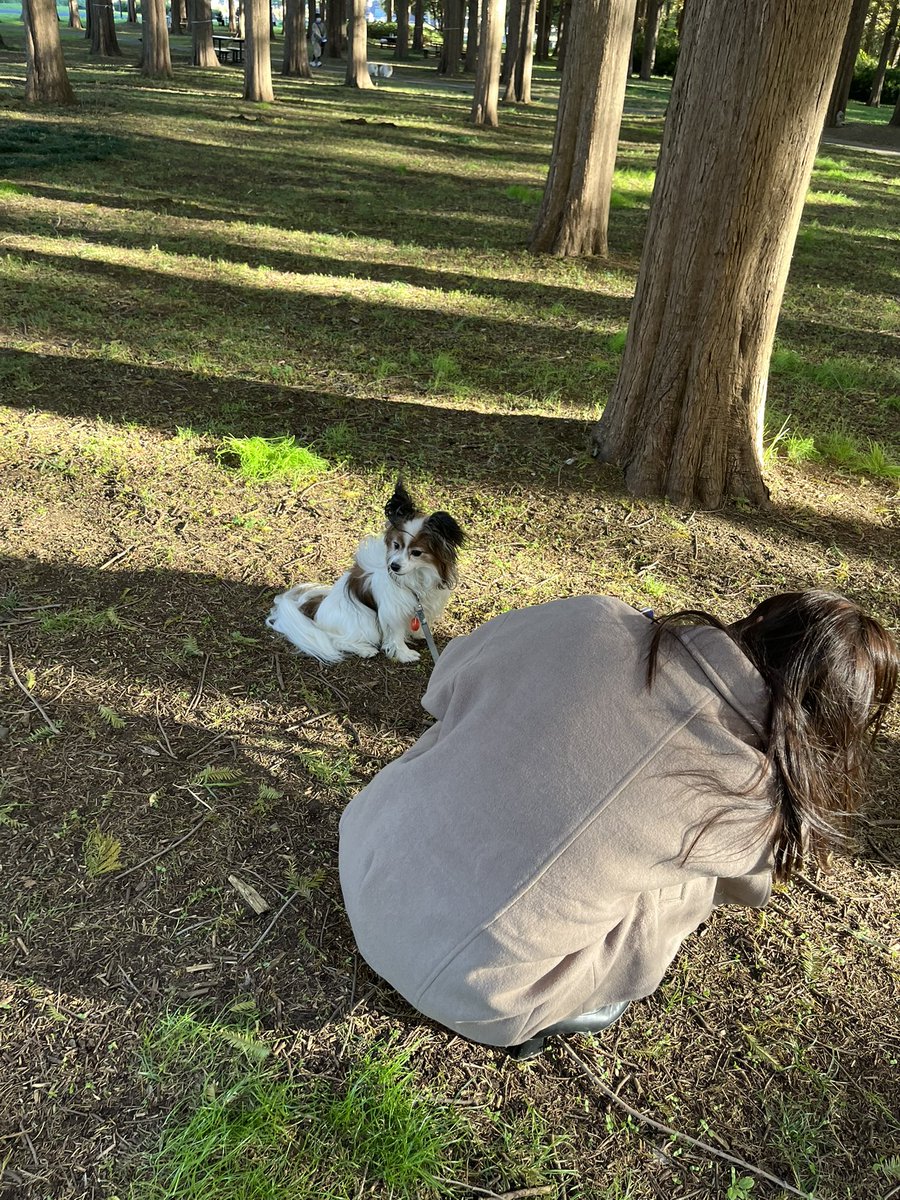 Papi_Rin_1021's tweet photo. 絶対見ようとしない
凜太朗

お姉ちゃんのカメラ
ままのカメラ
何がなんでも無視ww😛

#パピヨン
#水元公園 https://t.co/2wZjjJXiSh