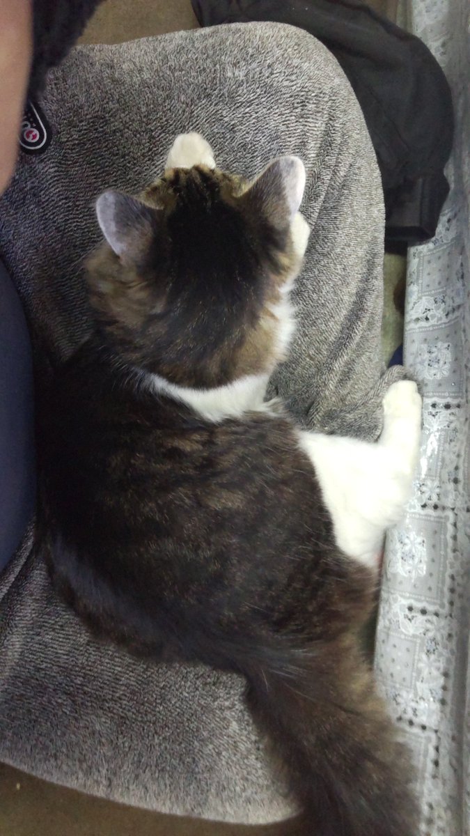 どいてくれないなー😚
#猫のいる暮らし