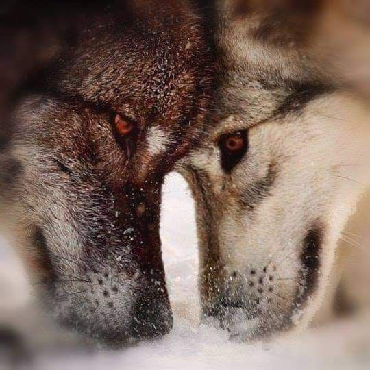 lauri366's tweet image. Cada vez que te miro
Me siento más enamorad@ de ti 
Siempre te amaré allí donde estés incluso cuando nuestras vidas lleguen a su final