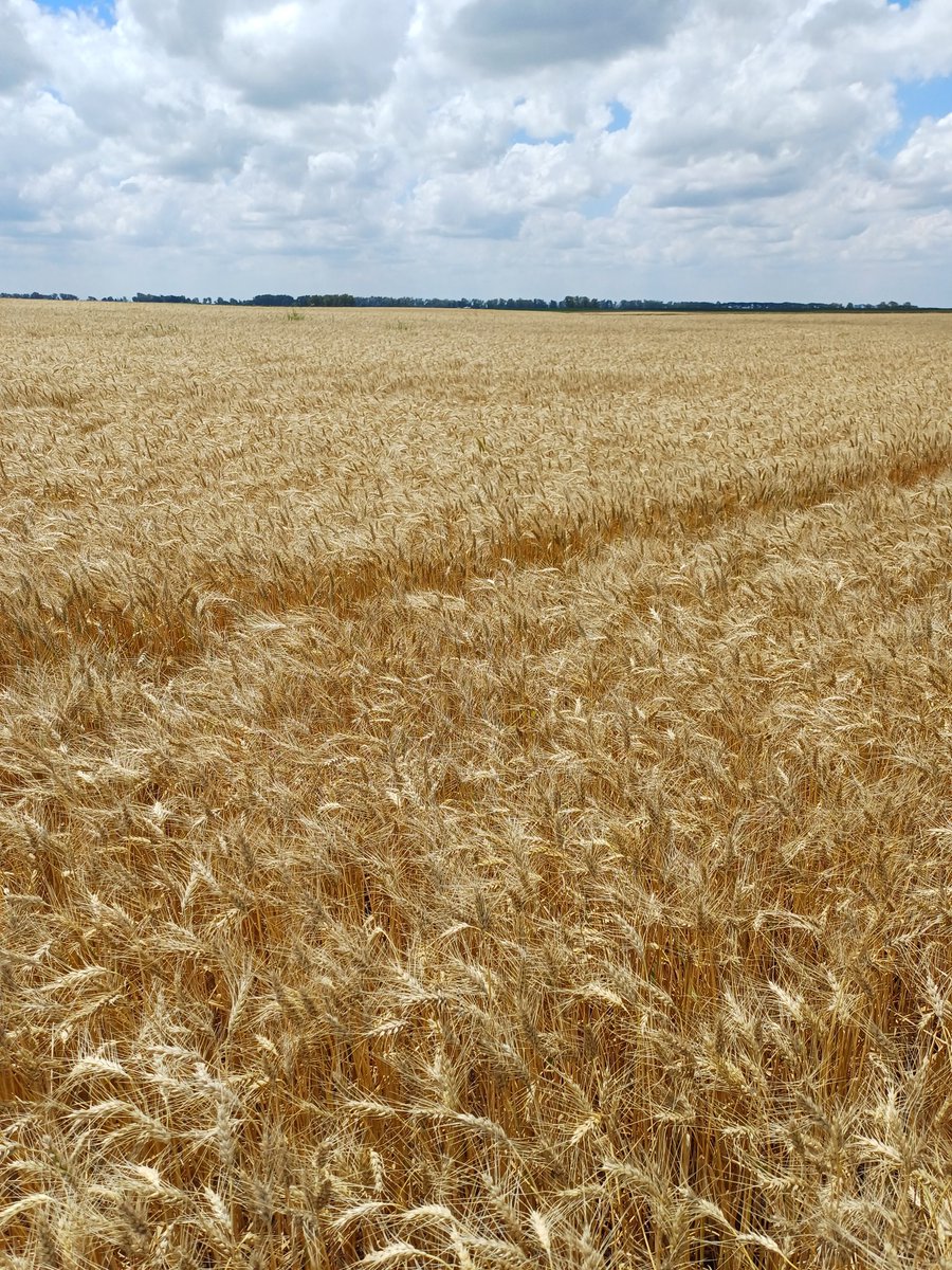 LuisMiceli's tweet image. Más o menos los triguitos en #LasChucaras @CharlieMuscari ...
Variedades  @DONMARIOoficial @kleinsemillas
#ComodoroPy 
#Trigo #Campo #cosecha