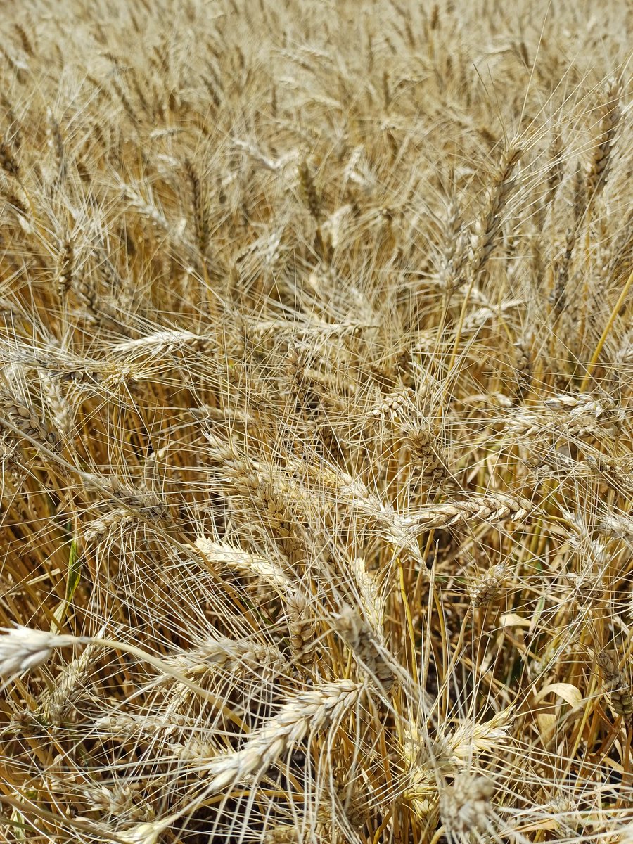 LuisMiceli's tweet image. Más o menos los triguitos en #LasChucaras @CharlieMuscari ...
Variedades  @DONMARIOoficial @kleinsemillas
#ComodoroPy 
#Trigo #Campo #cosecha