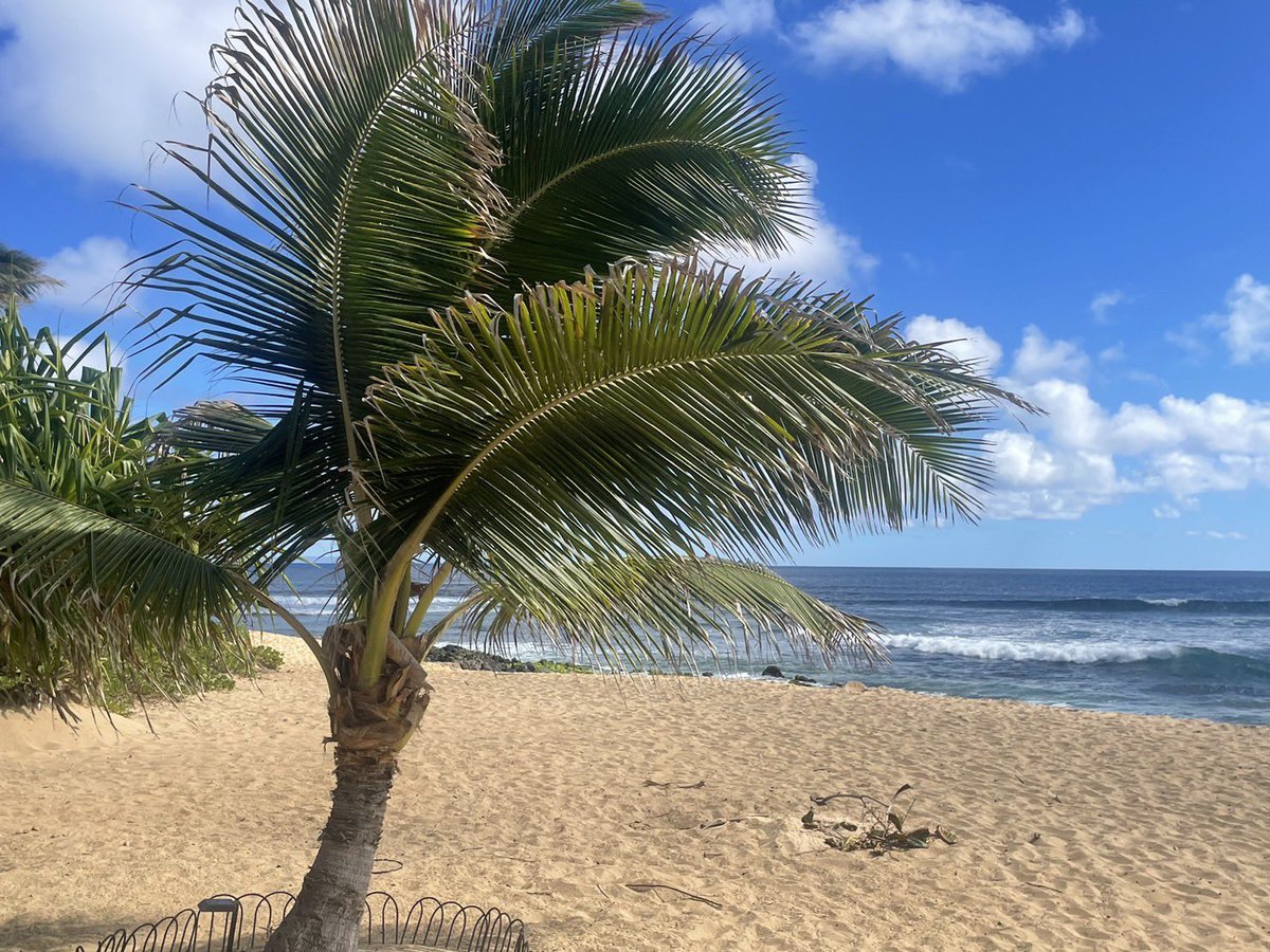 HinaLaHawaii's tweet photo. ใขใญใ๐บใใใฉใงใโจ
ใใฏใคใฎSunday beach ๐๏ธ
Have a nice day โจ๐บ๐ฅฐ
#ใใฏใค #sundaybeach https://t.co/lgbjhhCZOd