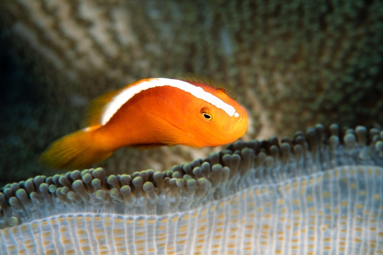 DiveMagazine's tweet photo. ๐ ๐ What type of fish is this? Take our new fish identification quiz and test your knowledge of ocean creatures. Score 75% or higher to earn a special discount!
#FishID #DiveQuiz #MarineLifeTrivia #OceanQuiz
https://t.co/l5wAYyfAjK https://t.co/ULNWUdQDRZ