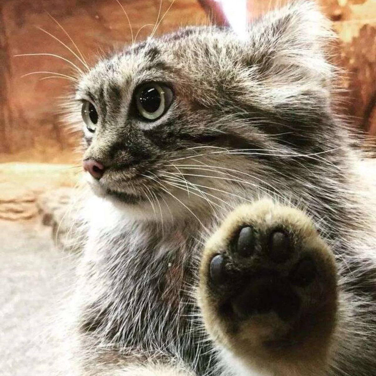 Daily Manul (@dailymanul) on Twitter photo 