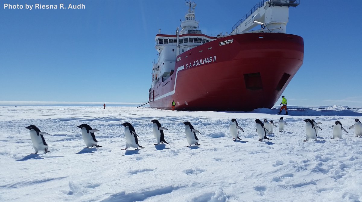 Polar_Research's tweet photo. Congratulations to Riesna R. Audh for winning the Antarctica Day Photo Contest 2024!

"Bay ice near Penguin Bukta - South African R.V. (S.A. Agulhas II). A group of penguins visited us during the logistics voyage to replenish the South African research station, SANAE IV." https://t.co/jhPCKCT9tM