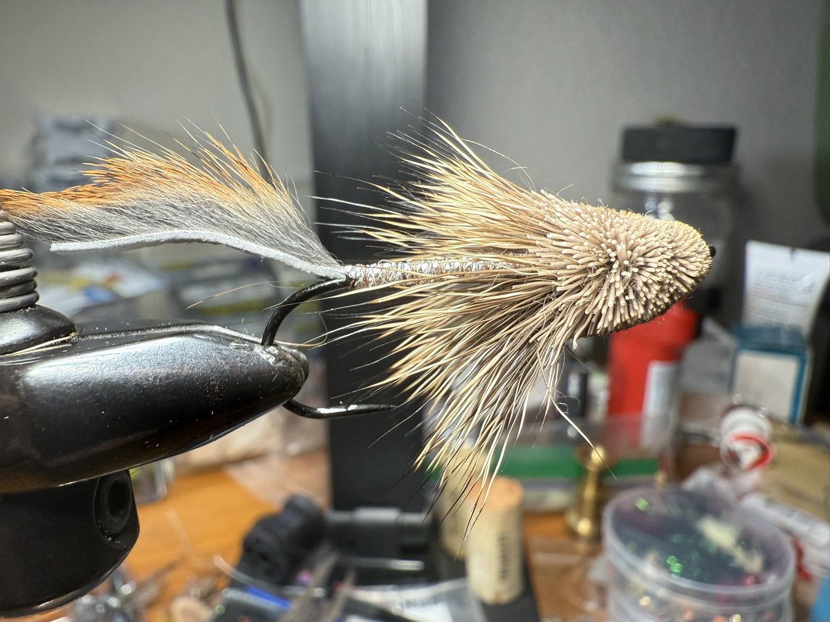 Big ol Muddler head 🤣 #flyfishing #troutfishing #fish #fishing #trout #wildtrout #troutfly #nymph #coloradotrout #coloradofishing #coloradoangler #catchandrelease #dryfly #dryflyfishing #nymphfishing #flytyingjunkie #flytyingphotography #flytying