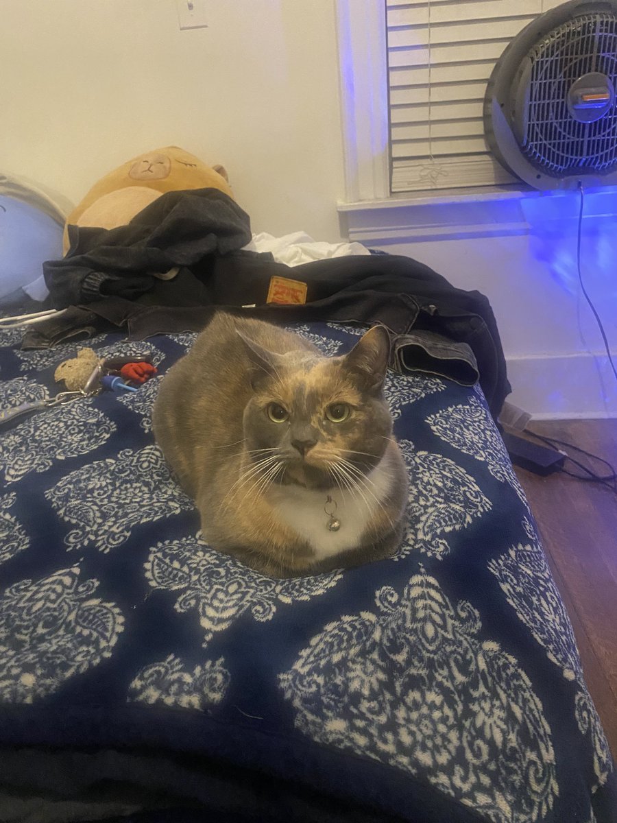 headlessmascot's tweet photo. Hella kitty friends over here https://t.co/Wk0K4uR3k9