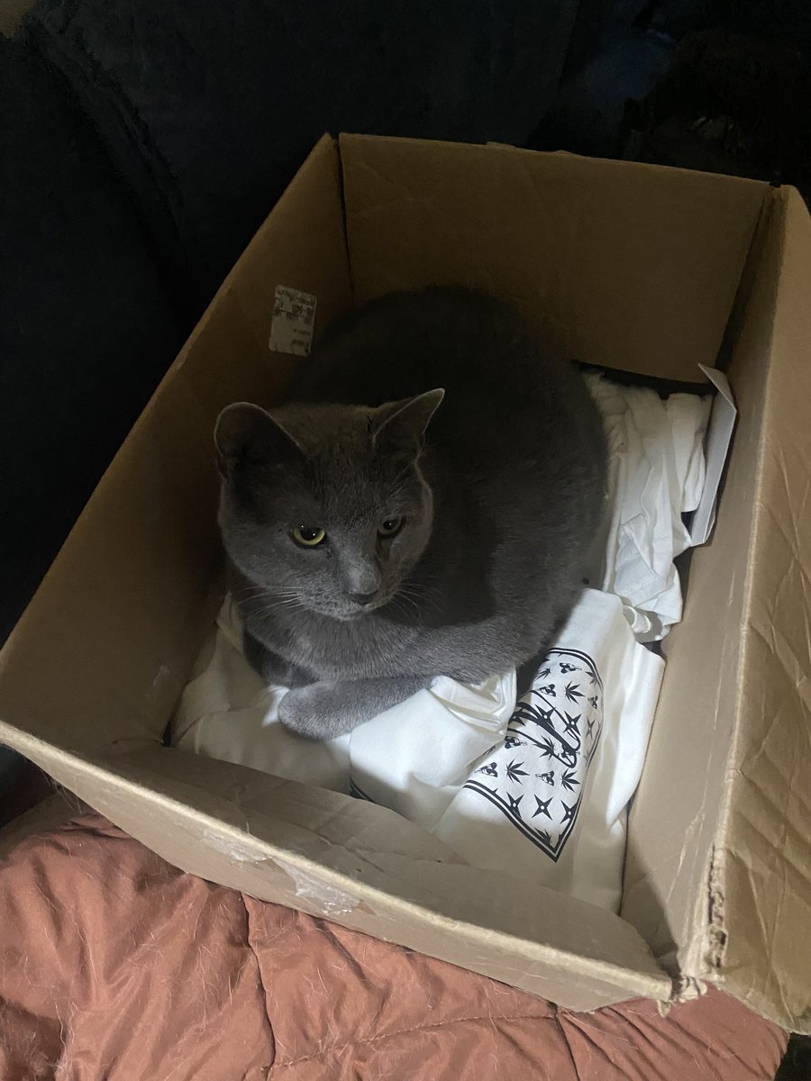headlessmascot's tweet photo. Hella kitty friends over here https://t.co/Wk0K4uR3k9