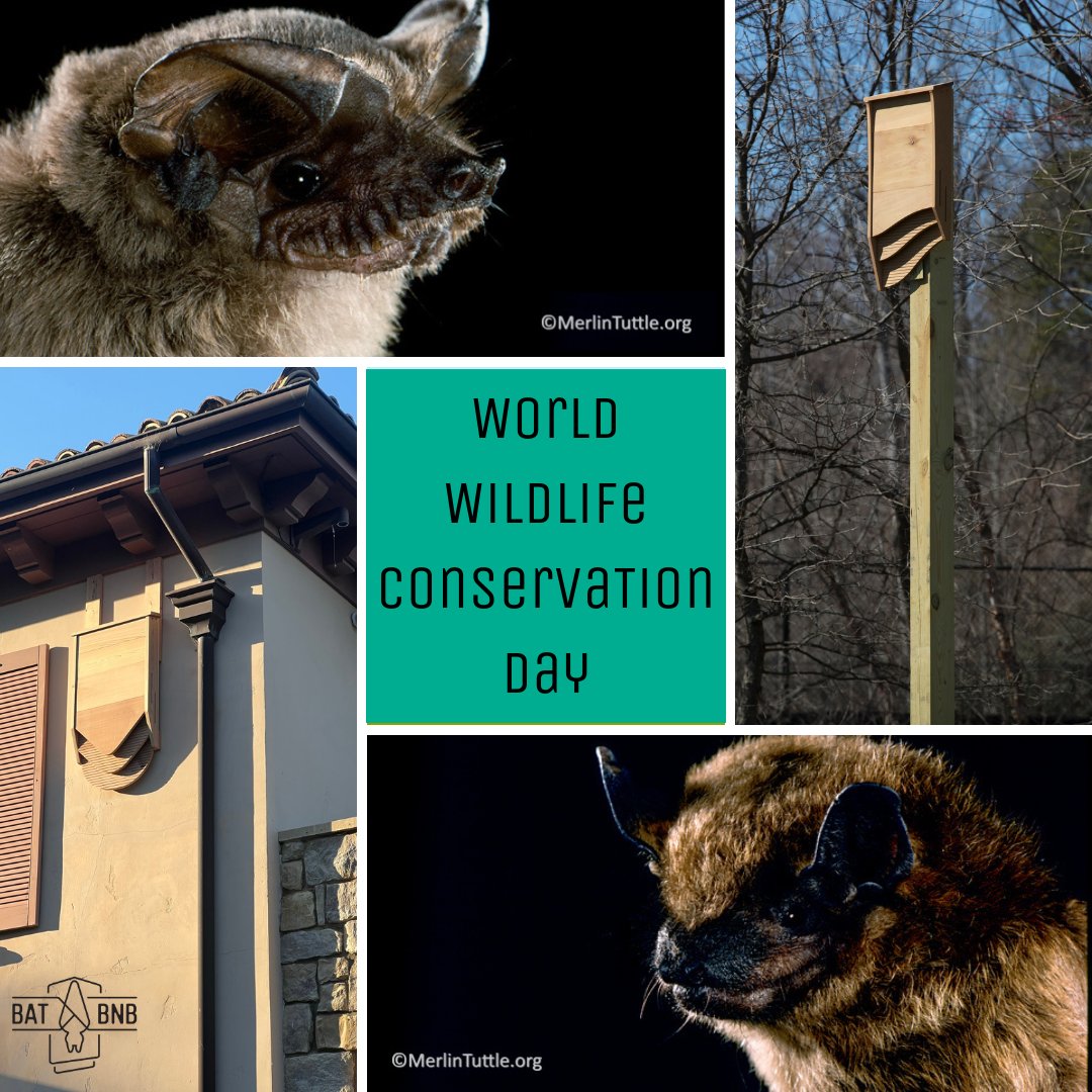 batbnb (@thebatbnb) on Twitter photo This World Wildlife Conservation Day, let’s celebrate the incredible role bats play in our ecosystems while taking action to protect them. 🦇💚
Every bat house installed is a step toward preserving these superheroes we can't afford to live without.
Bat photos by <a href="/MerlinsBats/">Merlin Tuttle’s Bat Conservation</a> This World Wildlife Conservation Day, let’s celebrate the incredible role bats play in our ecosystems while taking action to protect them. 🦇💚
Every bat house installed is a step toward preserving these superheroes we can't afford to live without.
Bat photos by <a href="/MerlinsBats/">Merlin Tuttle’s Bat Conservation</a>
