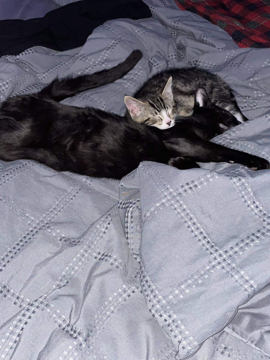 Solar_Femboy's tweet image. Gay cats