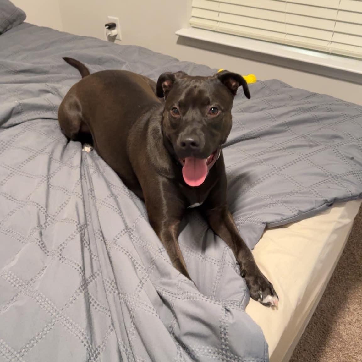 Dubs4Mutts's tweet photo. 🚨📰 #MissingDog #LostDog 📰🚨
Last seen in Port 58 Apts #Hillpoint area #Suffolk #Virginia Medium size lab/pit mix wearing tan harness & 2 black collars. Do not chase - it may make him flee. If seen take a photo/or see where heading ☎️ Contact local shelter & 🐕🦺 owner Andrew 🙏🏼 https://t.co/ZIFey2R5ZW