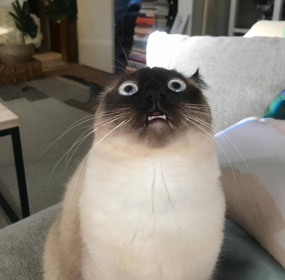 GoodboyRumi's tweet photo. @mrpunkdoteth $merv a famous cat on tiktok Officially endorsed by the owner whos name is CHAD. cant get more degen than that. sleeping giant waiting to explode. @mervthecat Tell him! 

J9wmRe2LGupWVVufweBrZxqAuyRLi9tqnseQWavwpump https://t.co/Elqc5iS473