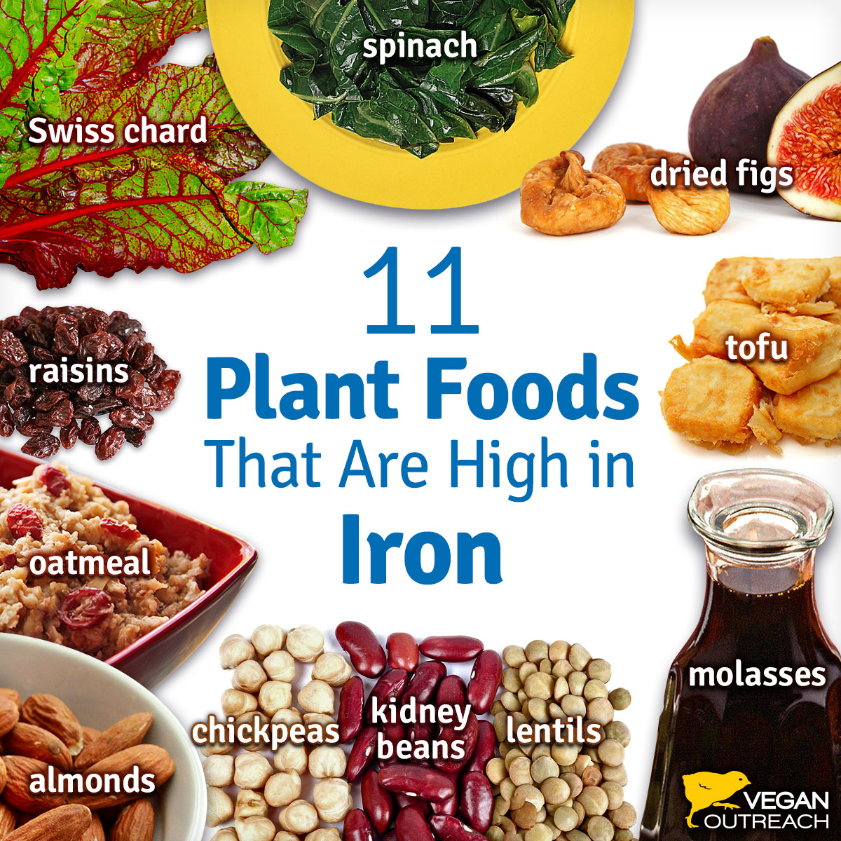 veganfuture's tweet photo. 11 plant foods that are high in Iron https://t.co/6Nb0o5uOCx