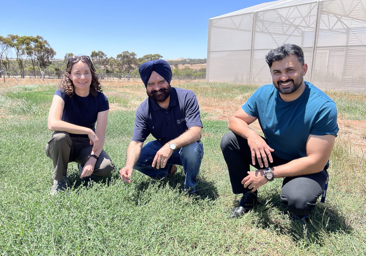 Would you like to know more about managing emerging weeds such as wireweed, prickly lettuce and London rocket? Read about the early trial results investigating weed management strategies for these weeds in the latest #ProtectingWACrops newsletter