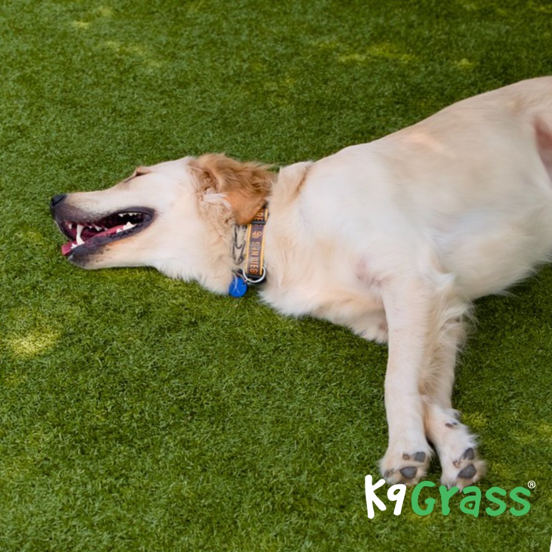 Give your pup the ultimate play space with K9 Grass® by ForeverLawn—odor-resistant, easy to clean, and proudly endorsed by Cesar Millan! 🐶✨For a limited time get up $1,000 off K9 Grass!

📞 Ready to transform your yard? Call us at (360) 455-9500 or visit foreverlawnps.com/contactact