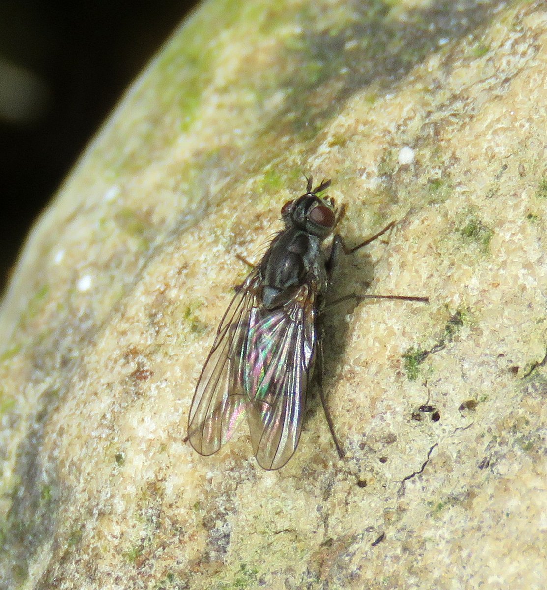 Steven Falk tweet media