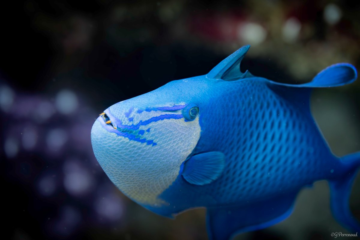 🐠 Dive into the fascinating world of triggerfish - the beautiful heroes of coral reefs!

I'm excited to share my latest article exploring these incredible creatures and their vital role in maintaining healthy marine ecosystems. Did you know that triggerfish are nature's own reef