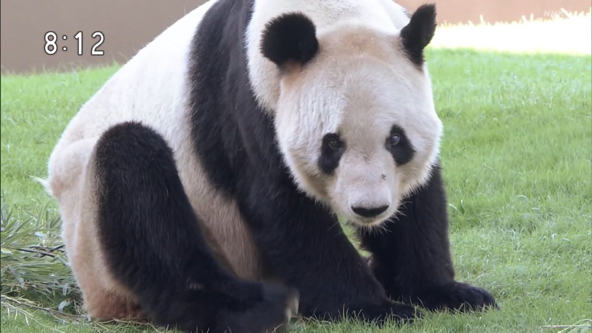 hapitacho's tweet photo. Eテレ #いないいないばあっ！でパンダ🐼
1・2頭目はわからないけど、親子🐼は良浜と風浜(?)。最後の雄々しいパンダは永明さんかな。懐かしい😭中国で元気にしてるかな。 #アドベンチャーワールド https://t.co/dI9eHbGH05