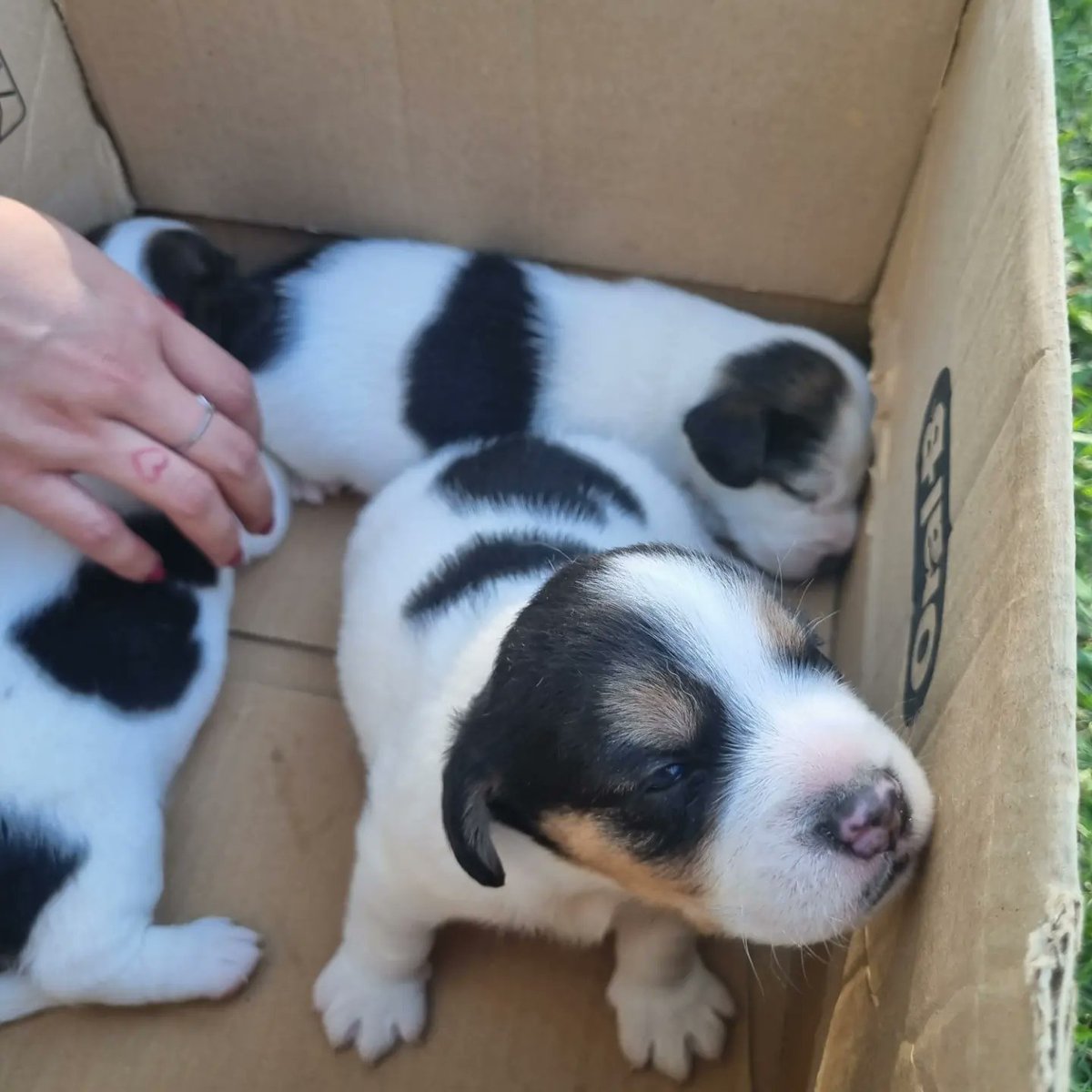 Hoy participé en el operativo de vacunación y desparasitación de mascotas de la <a href="/CCARICorrientes/">Coalición Cívica ARI Corrientes</a> en el B° San Gerónimo. 🐕
¡Seguimos fomentando la tenencia responsable y aportando nuestro granito de arena al cuidado de las mascotas! 🙌🏻