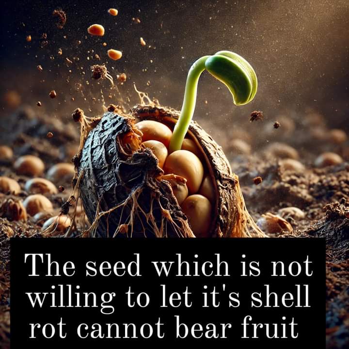 Just as a seed must allow its shell to rot and break away to grow and bear fruit, a person must let go of the past to embrace change and reach their full potential. The shell represents comfort and familiarity, but clinging to it stifles growth 🌹