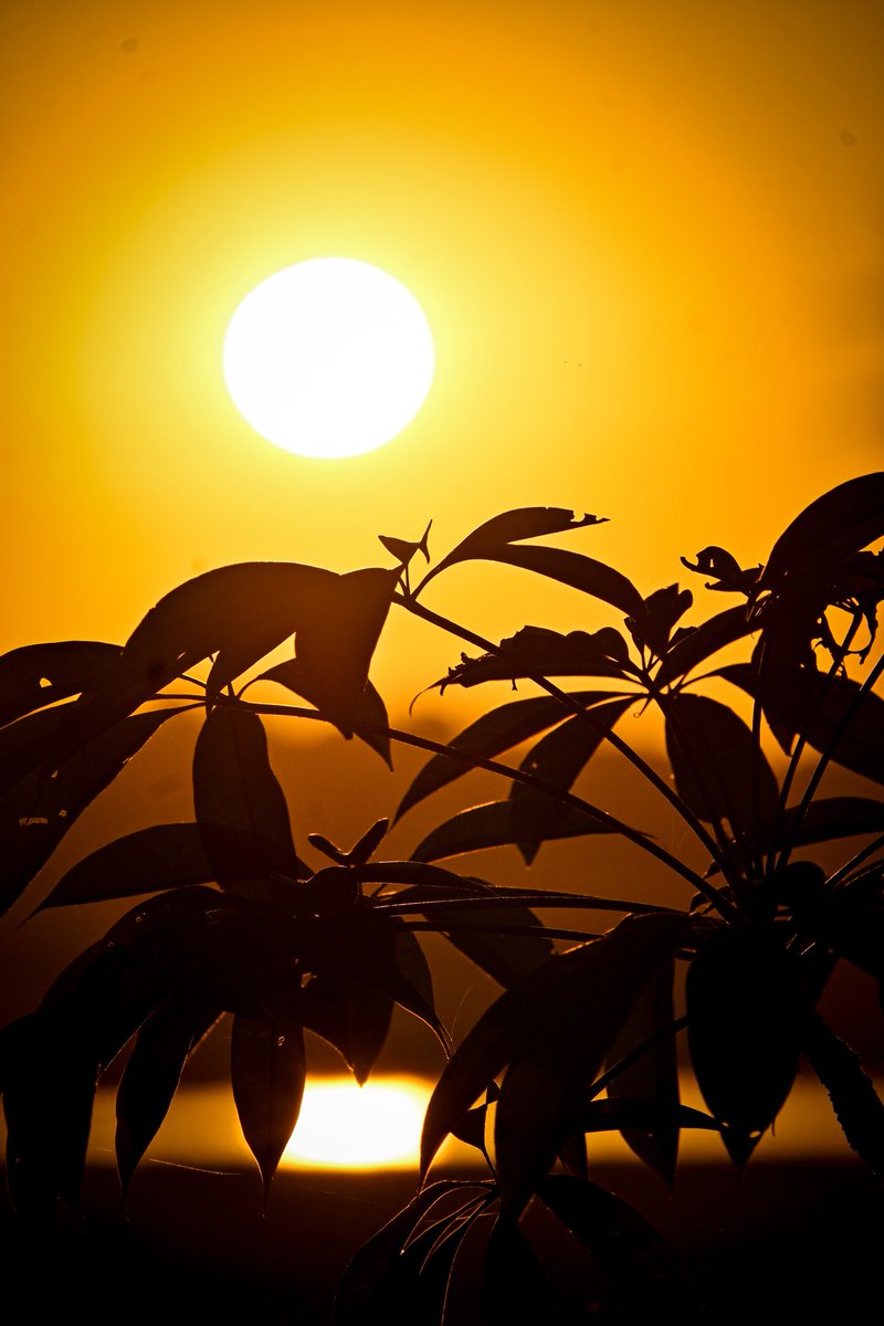 PrithishClicks's tweet photo. #SunsetLovers #Sunset
Capture the magic of a sunset, and you hold a piece of nature’s art forever.

#AwesomeAssam 
Nikon Z50 https://t.co/oo3i2kdDyB