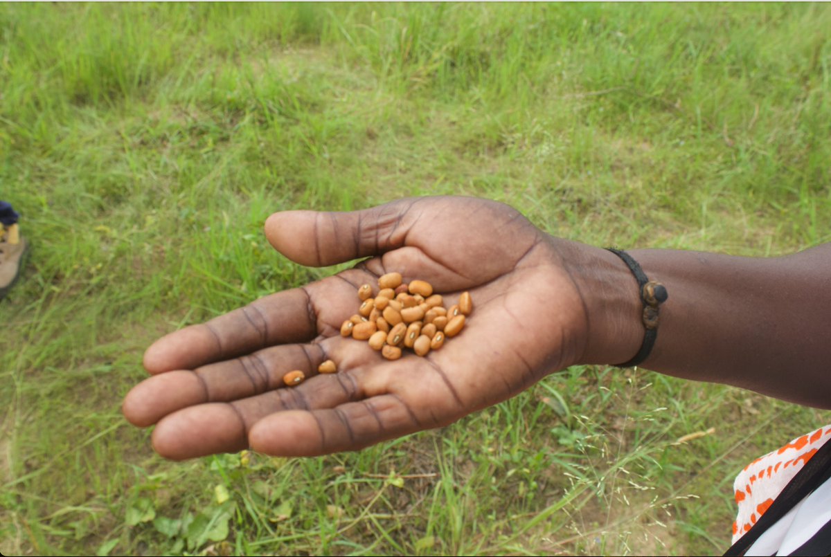 By expanding into new areas of Senegal, AICCRA has set itself the goal of amplifying and scaling up its agricultural technologies through innovative approaches. 

With the support of the Réseau des Organisations Paysannes et Pastorales du Sénégal (hashtag#RESOPP), the project has