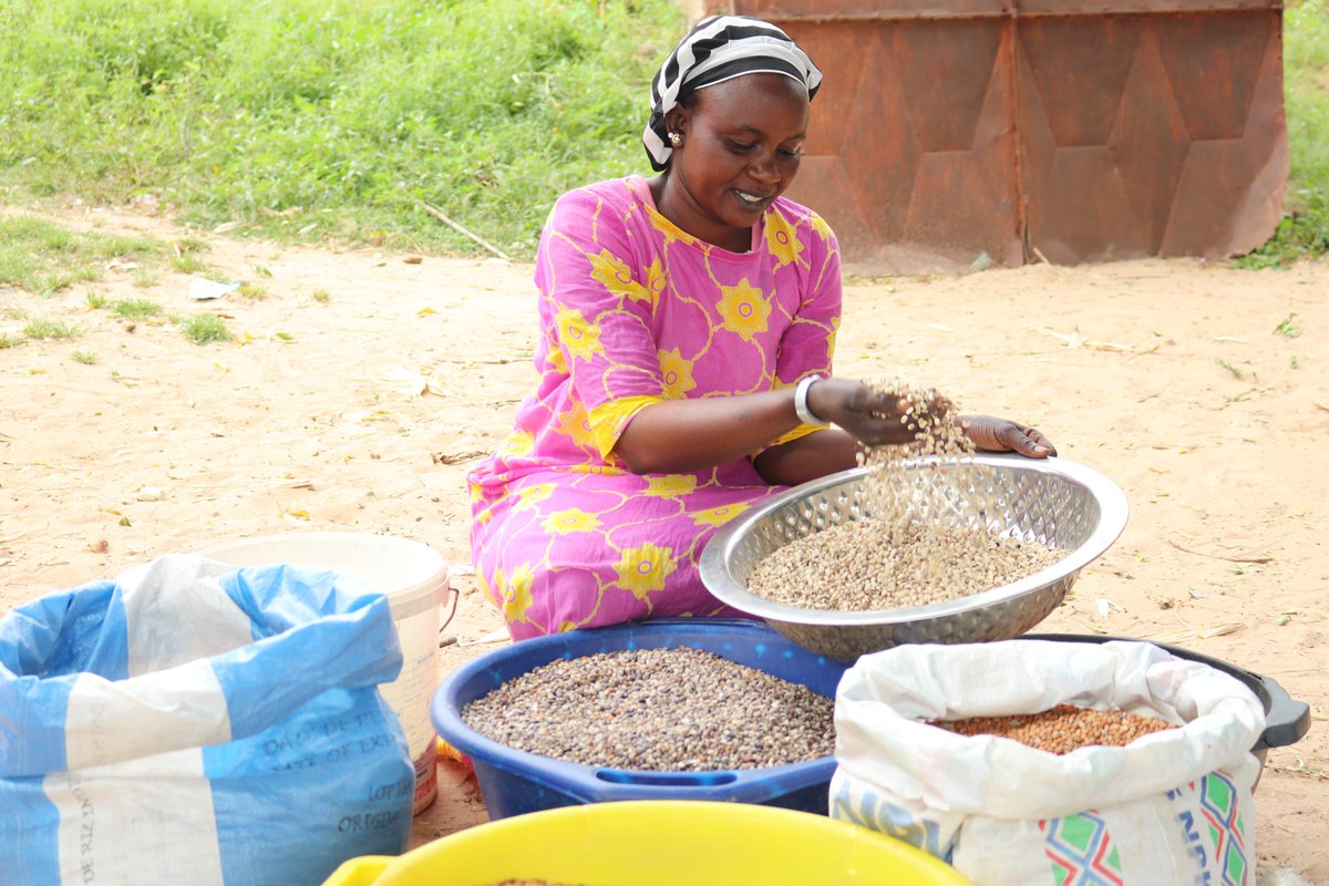CGIARAfrica's tweet photo. By expanding into new areas of Senegal, AICCRA has set itself the goal of amplifying and scaling up its agricultural technologies through innovative approaches. 

With the support of the Réseau des Organisations Paysannes et Pastorales du Sénégal (hashtag#RESOPP), the project has distributed improved varieties of cowpea, millet and groundnut seeds to several members of the network, in order to test and disseminate these innovations.

In Bélel Gajale, in the Kaolack region, one farmer stood out for her remarkable results. Adjia Kane, who received 3 kg of certified cowpea seed (Yacine, Sam and Baye Ngagne varieties) on a plot of just 0.25 hectares, harvested more than 100 kg of cowpea. Her success makes her a role model for her community and a lever for the local availability of improved seeds.

The ingredients of her success:

📻 Monitoring climate information broadcast by Radio Taiba FM, AICCRA's community radio partner.
🌱 Adoption of good farming practices to maximise yields.
📞 Access to personalised agricultural advice via iSAT and JOKALANTE.
🎓 Capacity-building training organised as part of the project.