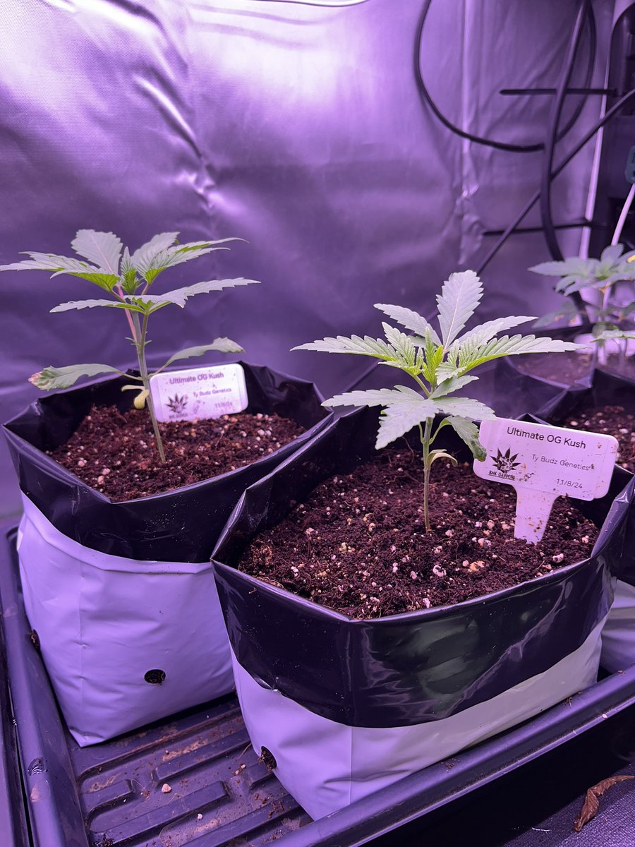 BnKGardens's tweet photo. We have the Ultimate OG Kush and Heady OG up next for the AC Infinity 2 x 4. https://t.co/uJT8ORlvbo