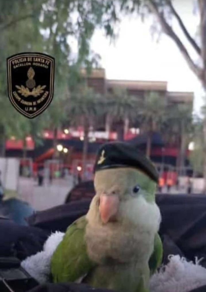 Leoogomez_'s tweet photo. La nueva mascota de la base 🫡🇦🇷 https://t.co/QPNcOSGVmS