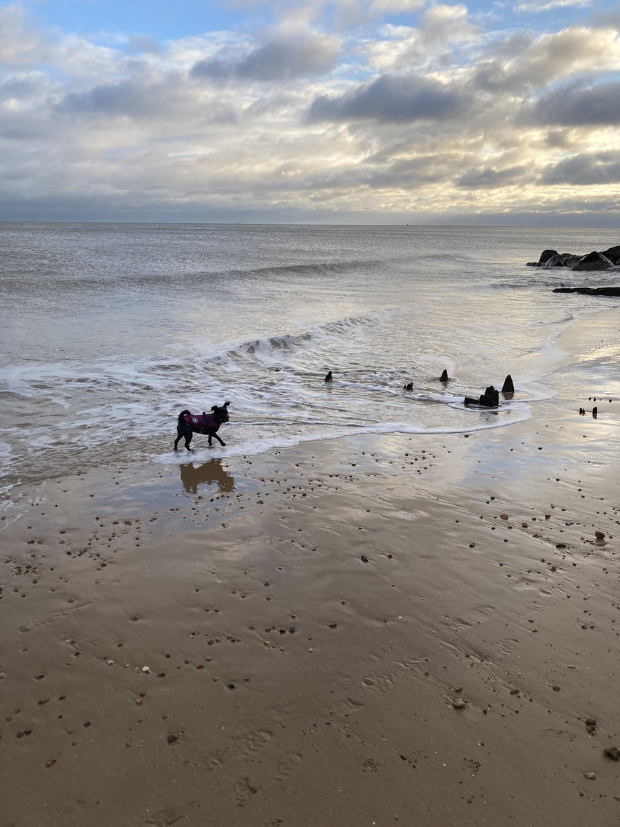 Late afternoon walkies after the rain Suki had a paddle and her usual bark at the waves 😅
#schnauzersofX #Felixstowe #SchnauzerGang
