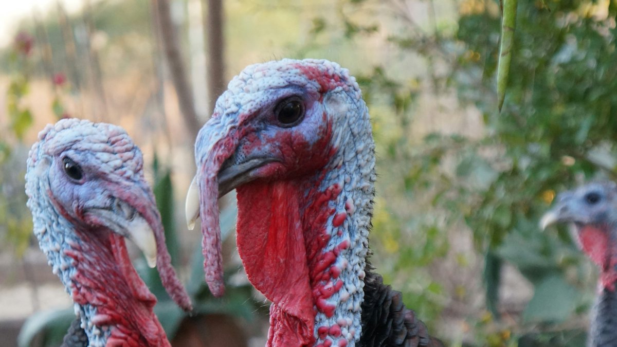 CareernetNation's tweet image. Itching to wrap up early today? Reach out to whom you need to work with next Monday, wish them a Happy Thanksgiving.  Check in with your boss, then go meet your pals, enjoy.  #wrappingup #reachout #happythanksgiving #careernet #careernetnation #justinterview