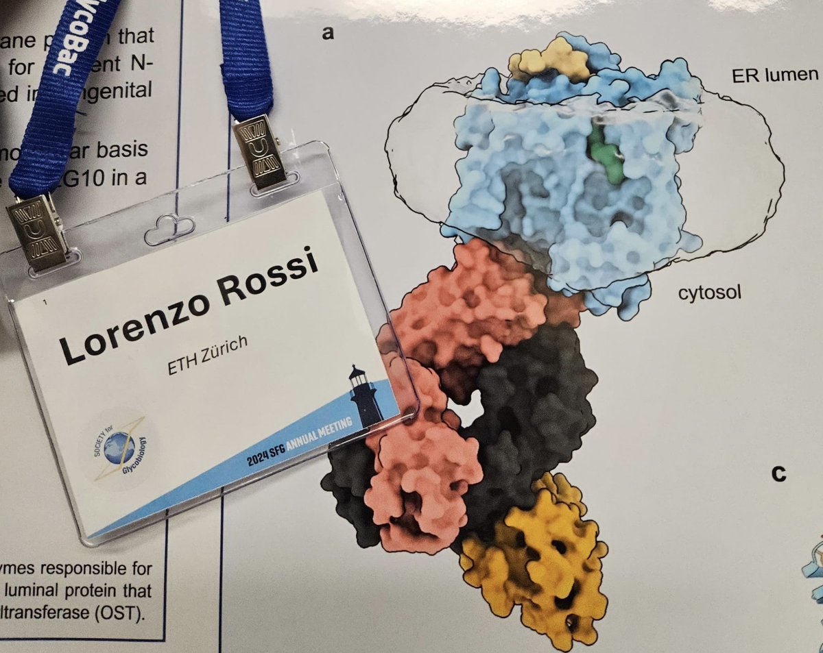 We are excited to share that <a href="/Lorenzo_Rossi_H/">Lorenzo Rossi</a> won the poster prize at <a href="/SFGlycobiology/">SFGlycobiology</a> Annual Meeting two weeks ago! Well deserved! 
#glycotime
#proudlabmembers