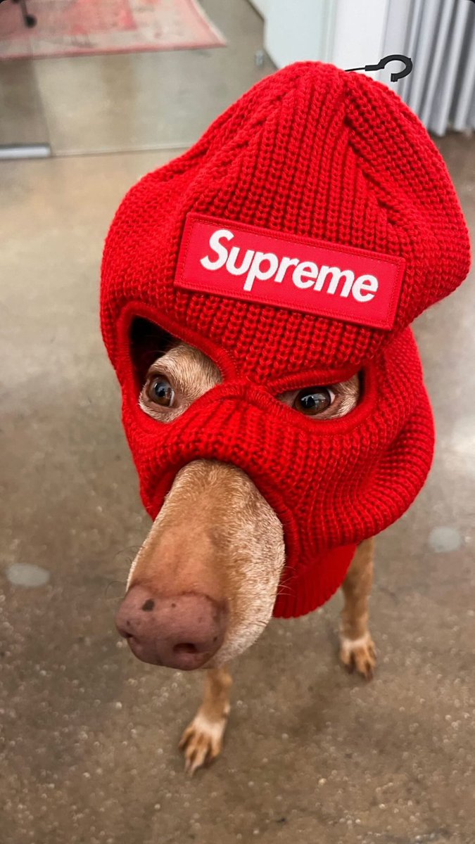 Supreme Balaclava + Doggo 😳