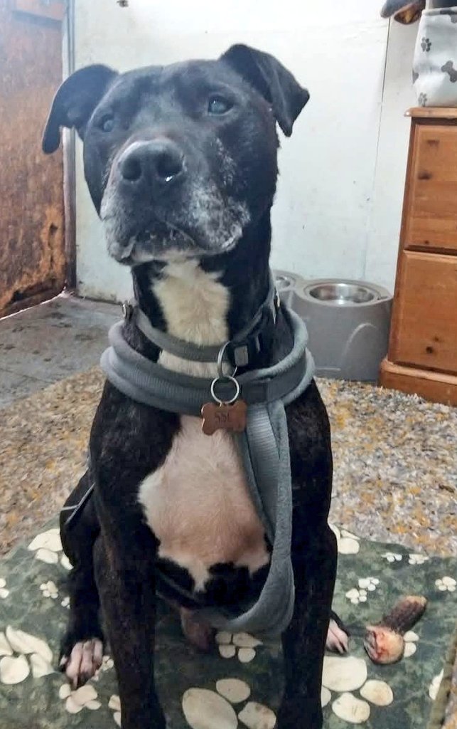 Our gorgeous Archie is a beautiful long legged staffy cross on the lookout for his pawfect furever home, please help him out with a share 🙏 
Read more about him at seniorstaffyclub.co.uk/adopt-a-staffy… #teamzay #AdoptDontShop #rescuedog #adoptable #dog #Worcestershire