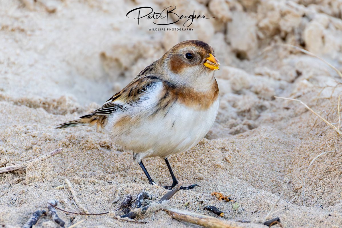 Peter Baughan tweet media