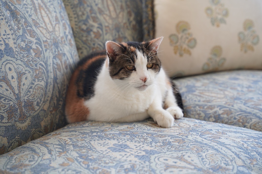 Thanksgiving plans: keep laying on this couch until I fall into a food coma. 🦃