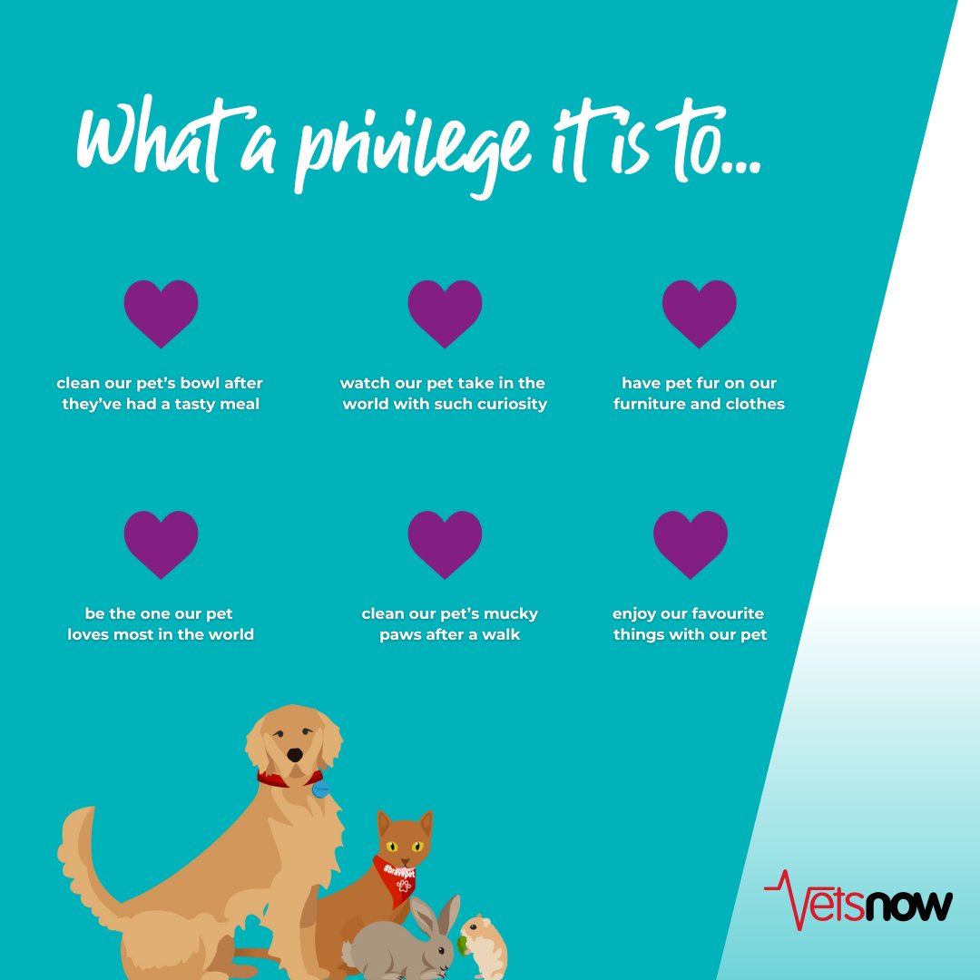 Vets Now tweet media