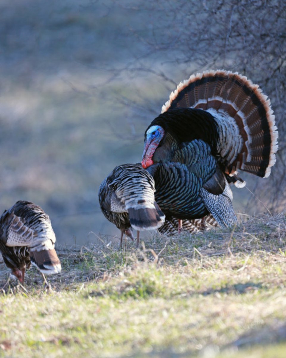 WDFW's tweet photo. WDFW offices are closed tomorrow (Thanksgiving) and Friday (Native American Heritage Day). Our offices reopen for regular business hours Monday, Dec. 2. We hope everyone has a safe holiday weekend! #WDFW
📸 Jillian Garrett https://t.co/OqEXZmgdgg