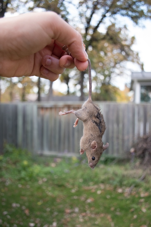 binfordinsect's tweet image. Are rodents invading your home? Let Binford Insect Control Inc take care of it. Our experienced team can provide effective and safe rodent control solutions. #rodentcontrol #pestcontrol #BinfordInsectControl