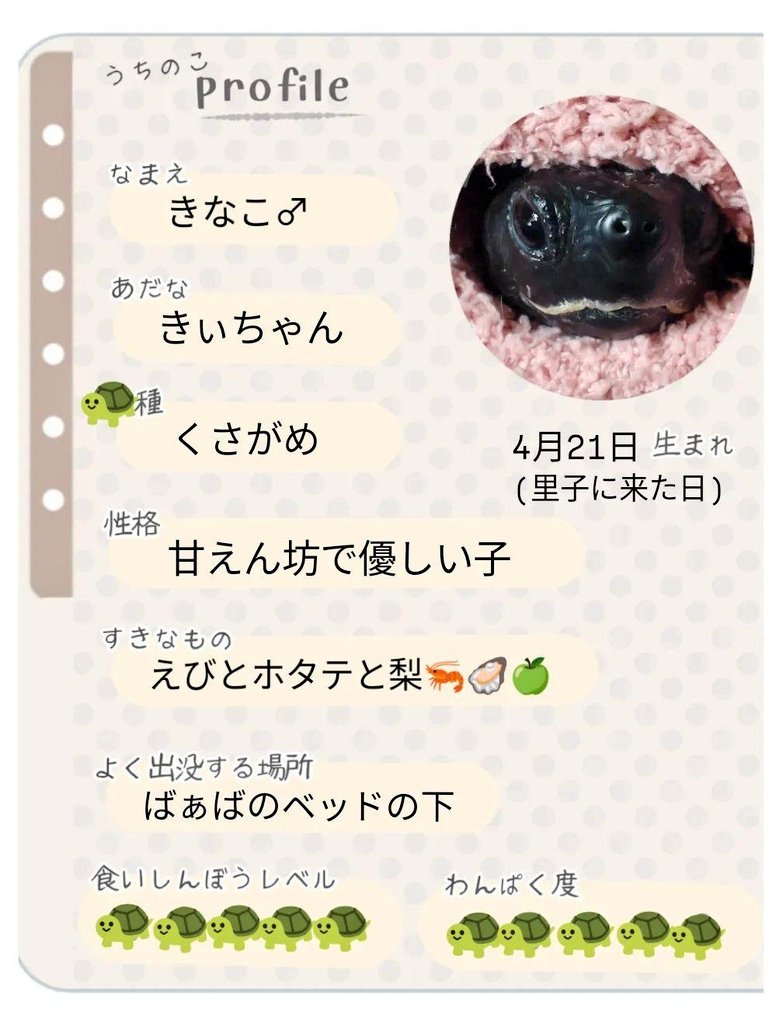 kiichannomama's tweet photo. プロフィール🐢✨
#クサガメ #クサガメのいるくらし #きなこくん #きぃちゃん #16歳 #turtle #blackturtle #kusagame #大好き #ママの宝物 #愛息子 https://t.co/Vn8jI97J05